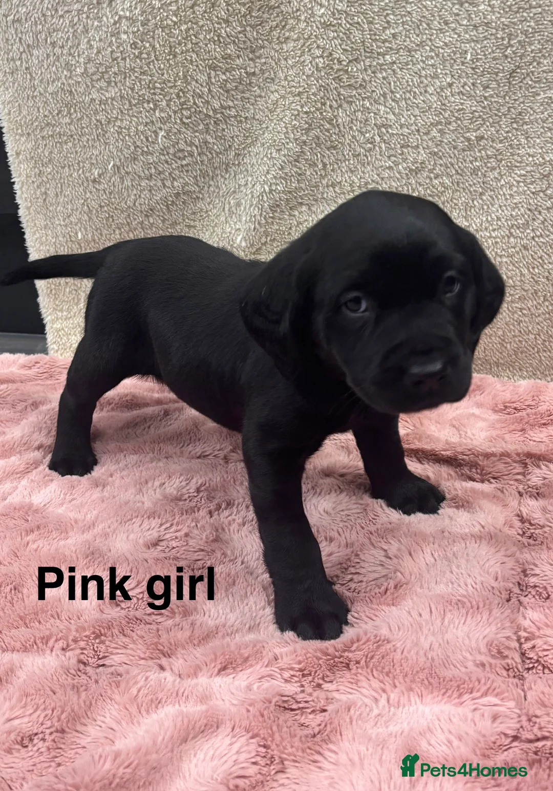 Labrador Retriever dogs for sale: Labrador Retriever Puppies – Family Raised - Advert 6