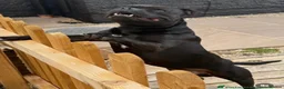 Staffordshire Bull Terrier dogs for stud: Billionaire Bill Staffordshire bull terrier stud  - Advert 4