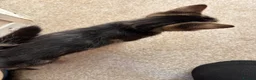 Mixed Breed cats for sale: 4 gorgeous striped black / grey tabby kittens - Advert 13