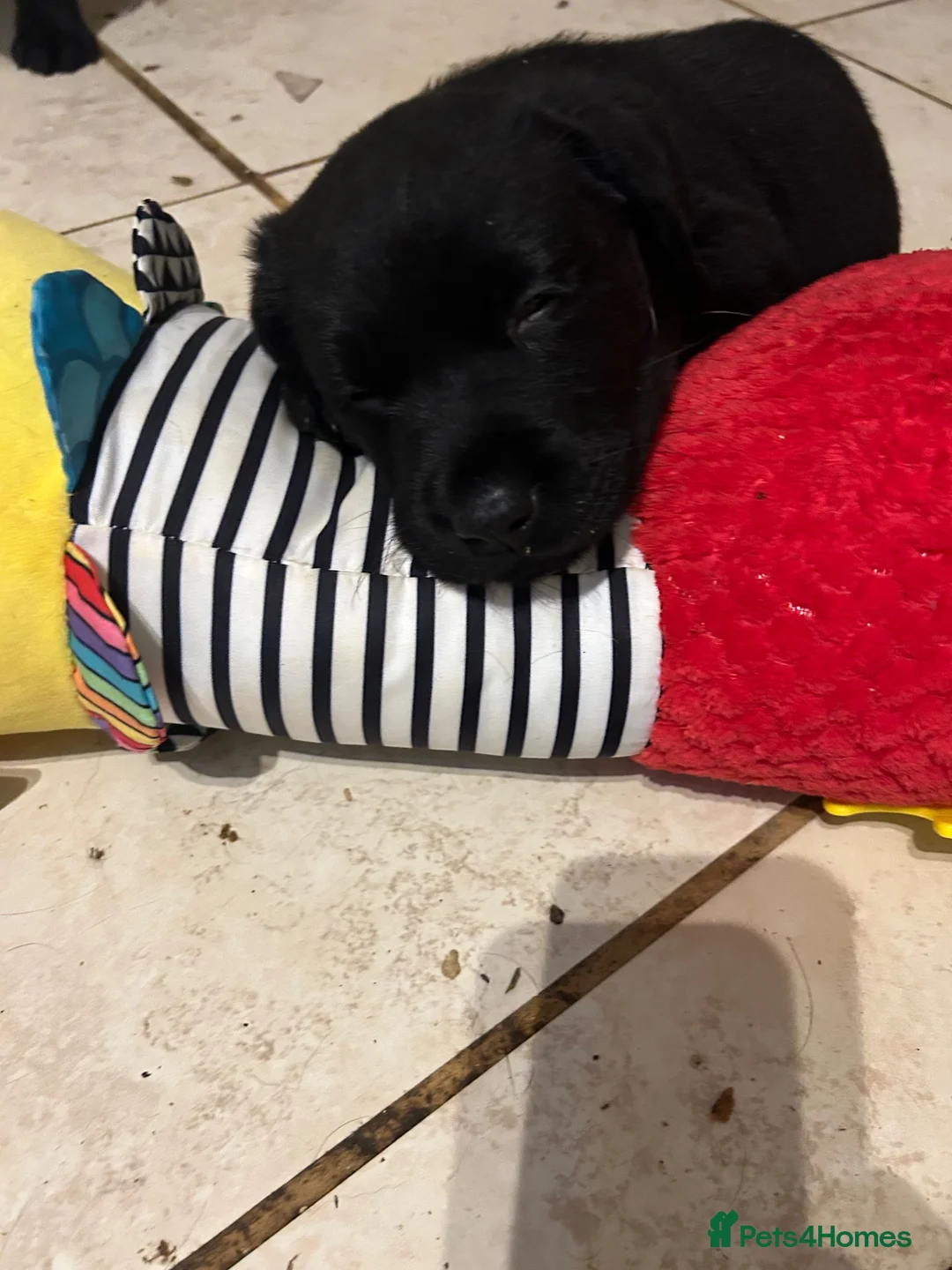 Labrador Retriever dogs for sale: 4Beautiful Black Males  - Advert 7