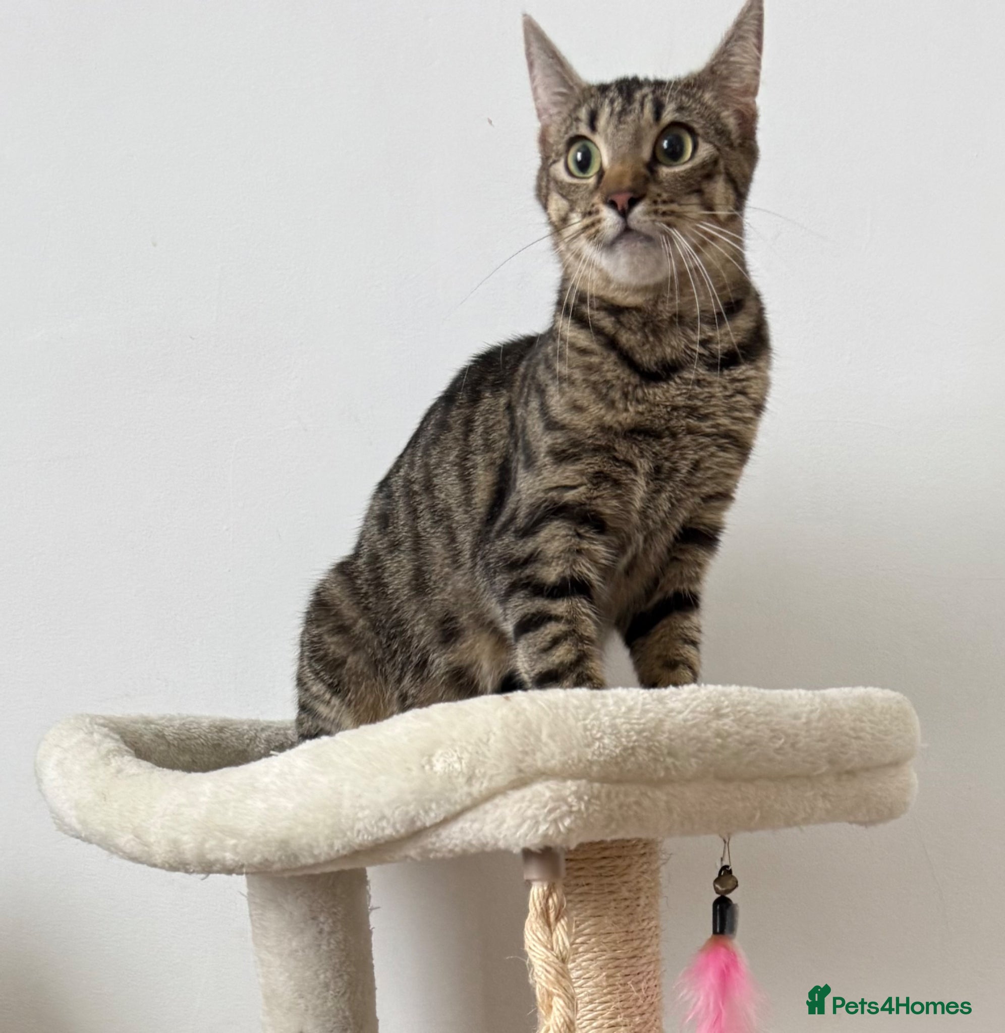 Mixed Breed cats Minnie, Tabby Mix - Advert 8