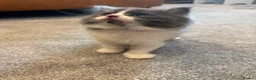 Mixed Breed cats for sale: Gorgeous ragdoll mixed breed  in Pontefract - Advert 11