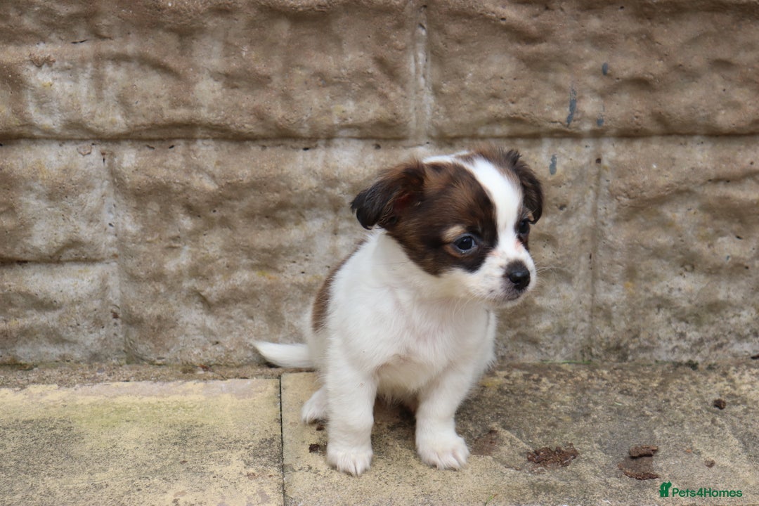 Jack Russell dogs for sale: Beautiful Jack Russell Puppies - Image 9