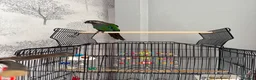 Conures birds for sale: Green check conure in Rochdale - Advert 2