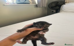 Mixed Breed cats for sale: Kittens  - Image 6