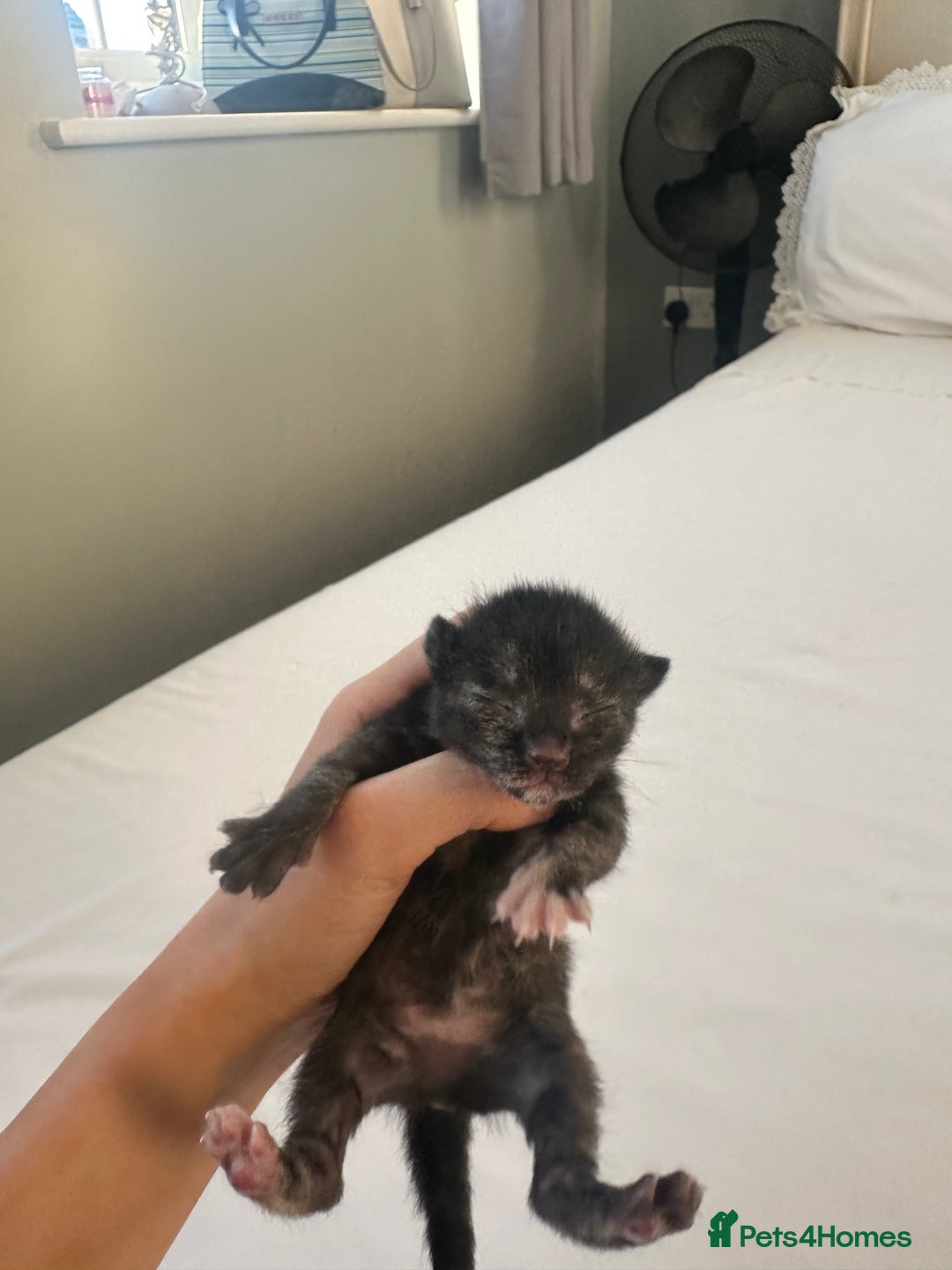 Mixed Breed cats for sale: Kittens  - Image 6