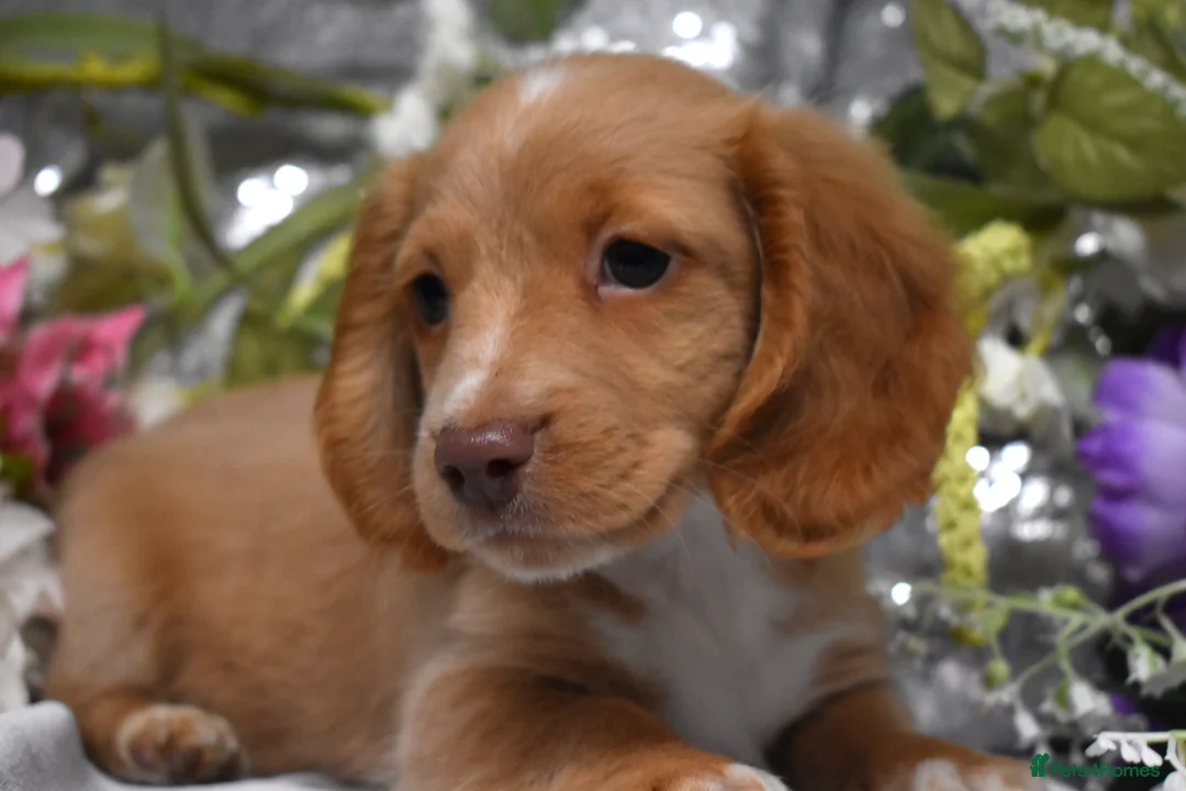 Miniature Dachshund dogs for sale: KC MINIATURE LONG COAT PUPPIES - Advert 1
