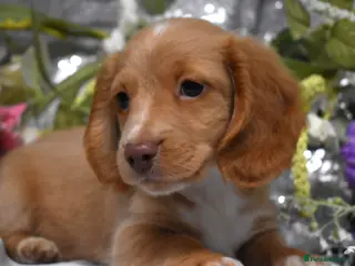 Miniature Dachshund dogs KC MINIATURE LONG COAT PUPPIES - Advert 11