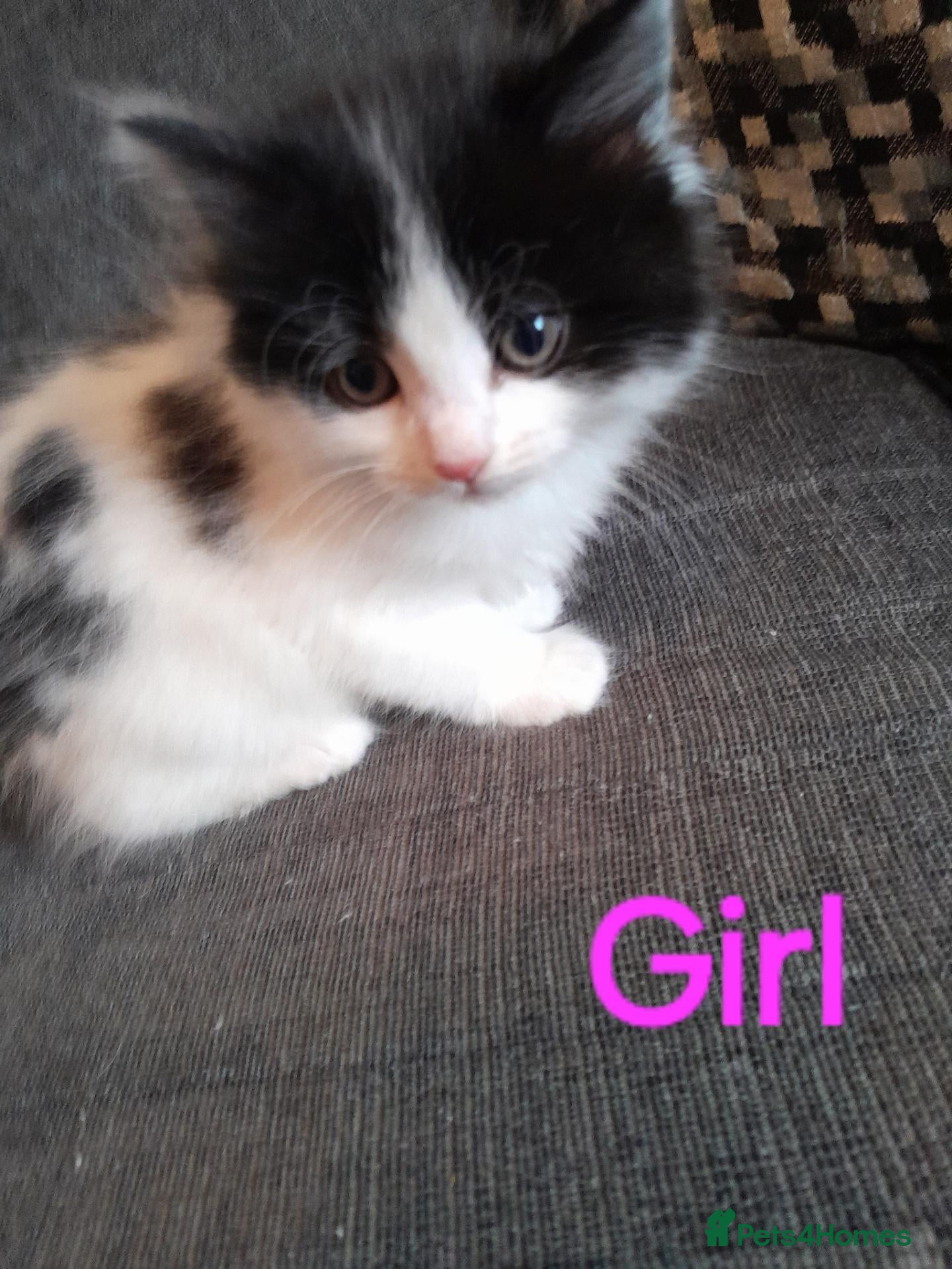 Mixed Breed cats for sale: Beautiful 8 week old kittens for sale - Advert 8