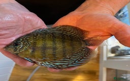 Discus fish for sale: HIGH QUALITY DISCUS £40 EACH  - Advert 19