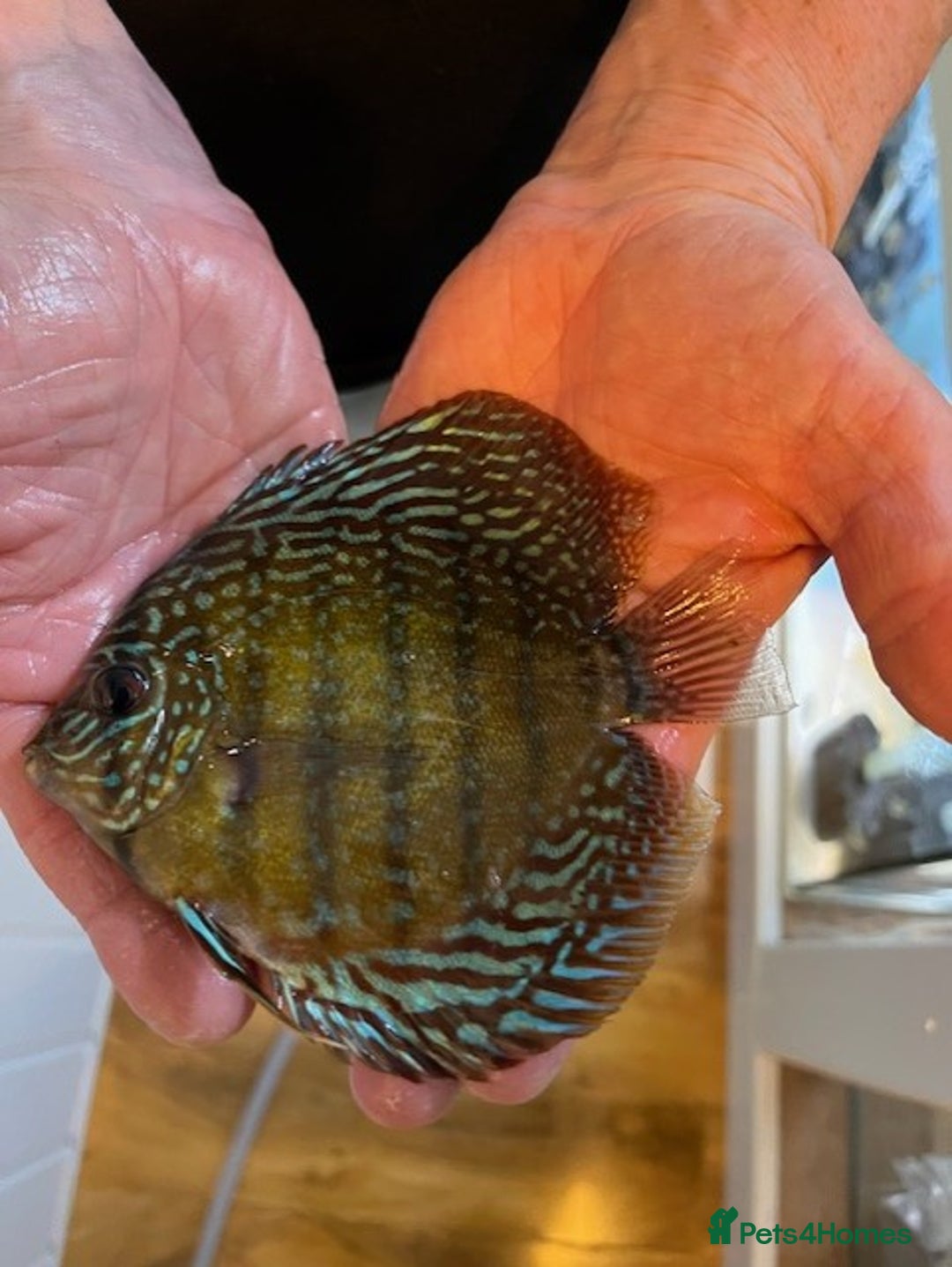 Discus fish for sale: HIGH QUALITY DISCUS £40 EACH  - Advert 19