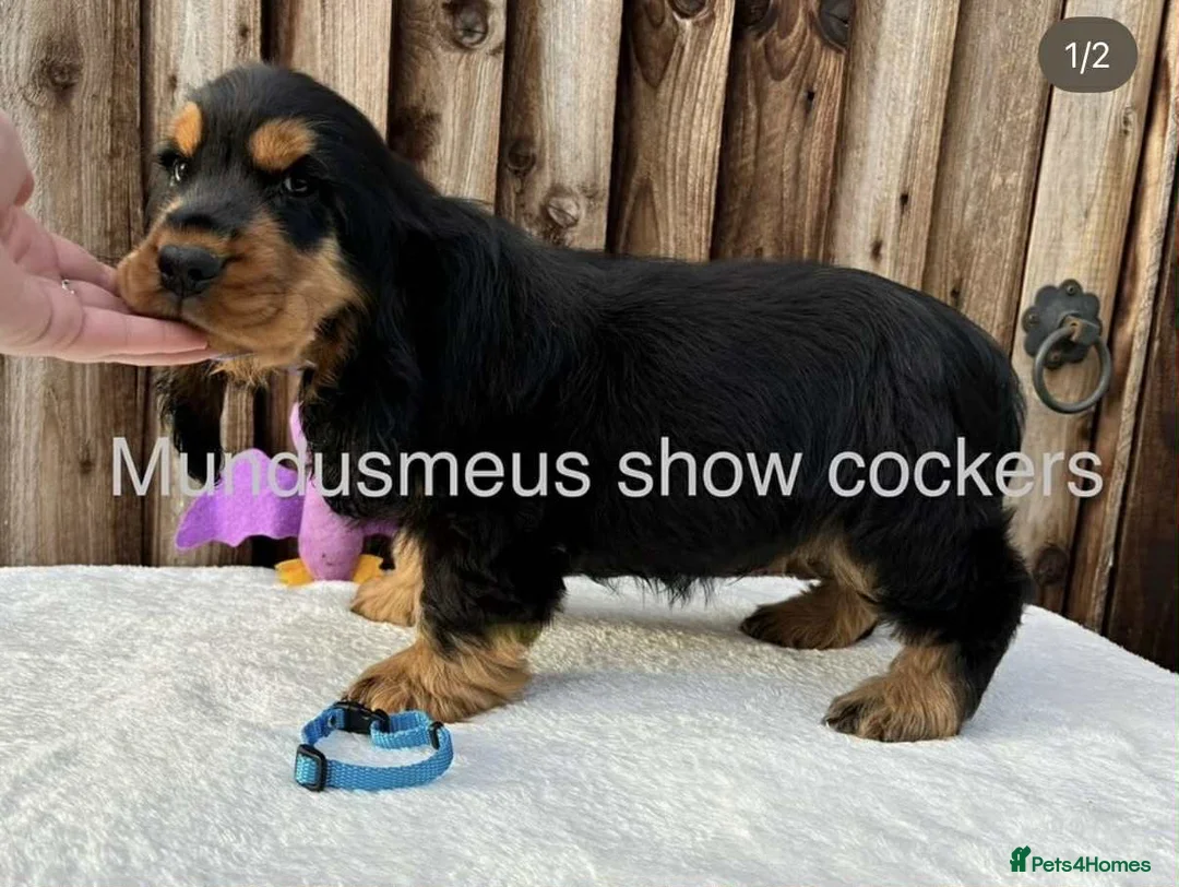 Cocker Spaniel dogs for stud: 100% show import stud - Advert 17