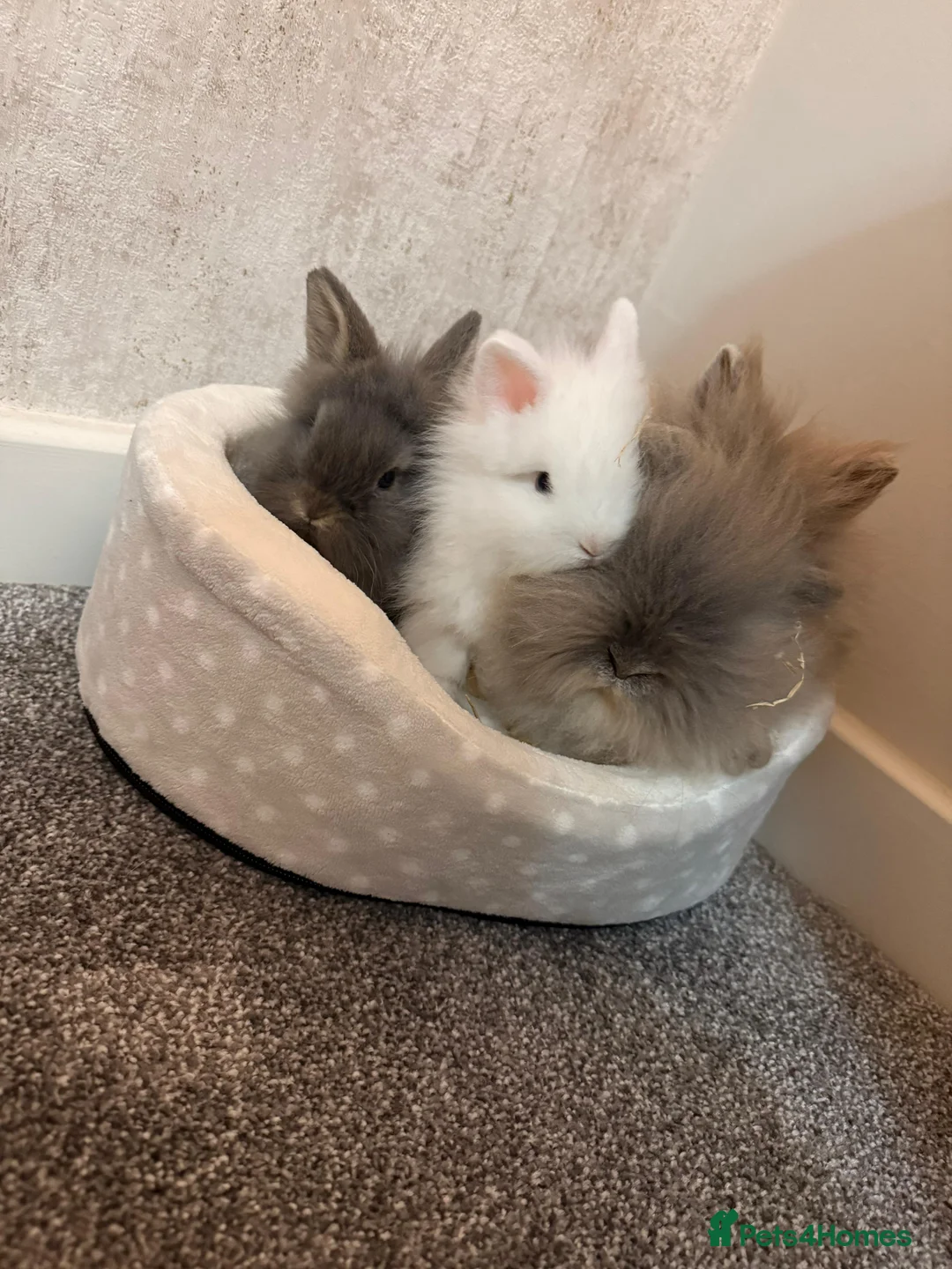 Lionhead rabbits for sale: Hutch and rabbit - Advert 2