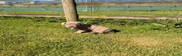 Cane Corso dogs for sale: 5 Towns Corsos Spring litter  - Advert 21