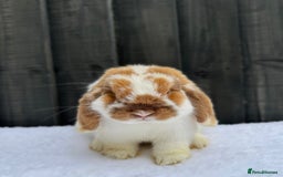 Mini Lop rabbits for sale: 💙 Mini Lop Buck 💙 - Image 3