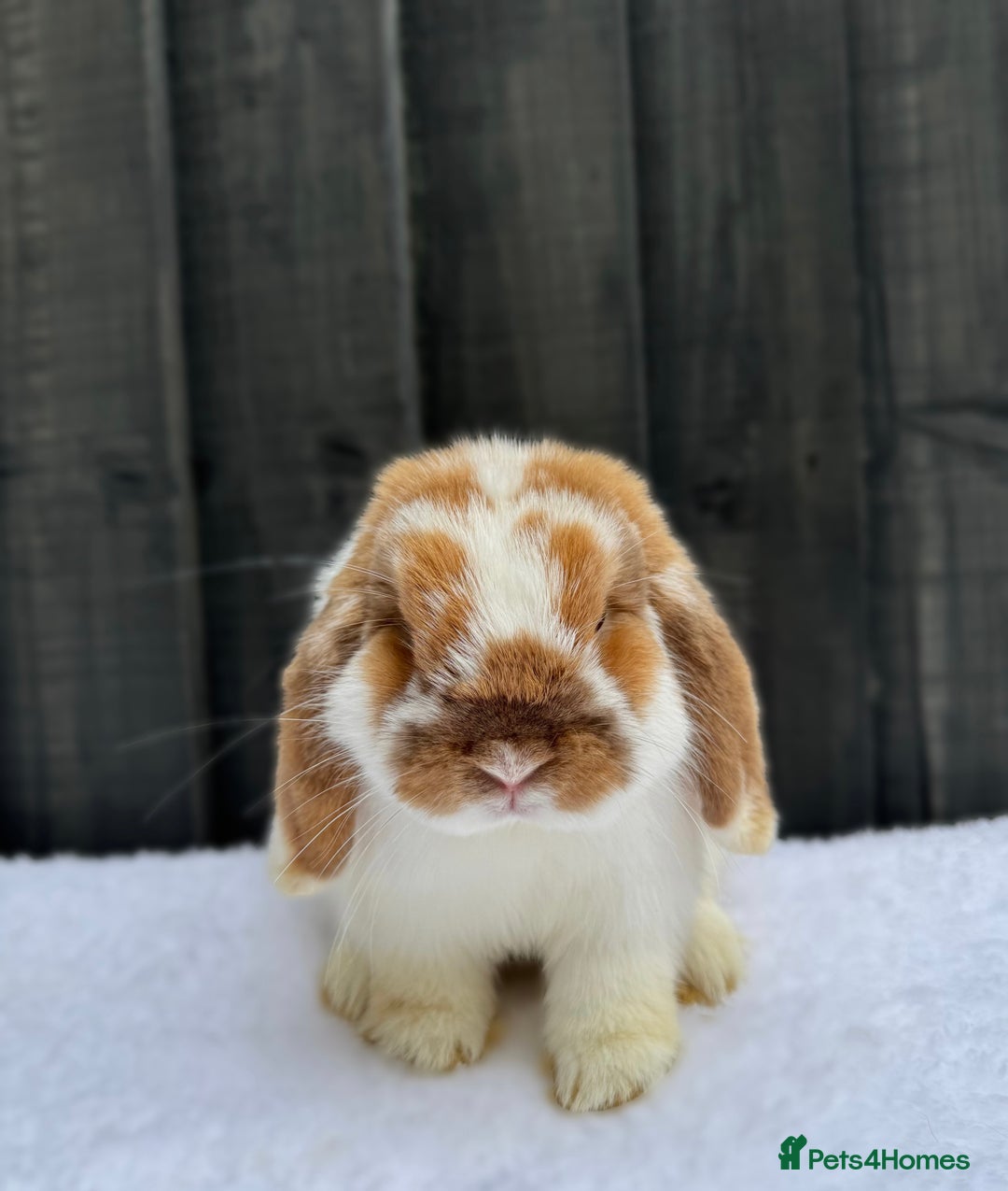 Mini Lop rabbits for sale: 💙 Mini Lop Buck 💙 - Image 3