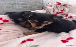 Yorkshire Terrier dogs for sale: Yorkshire terrier - Image 5