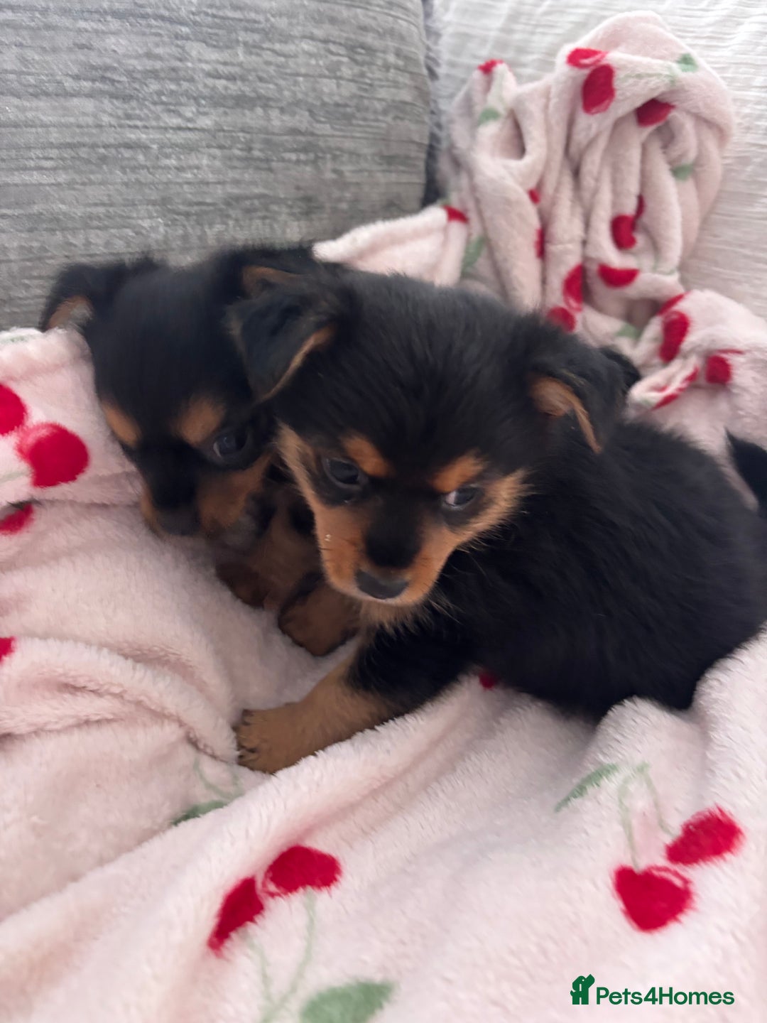 Yorkshire Terrier dogs for sale: Yorkshire terrier - Image 5