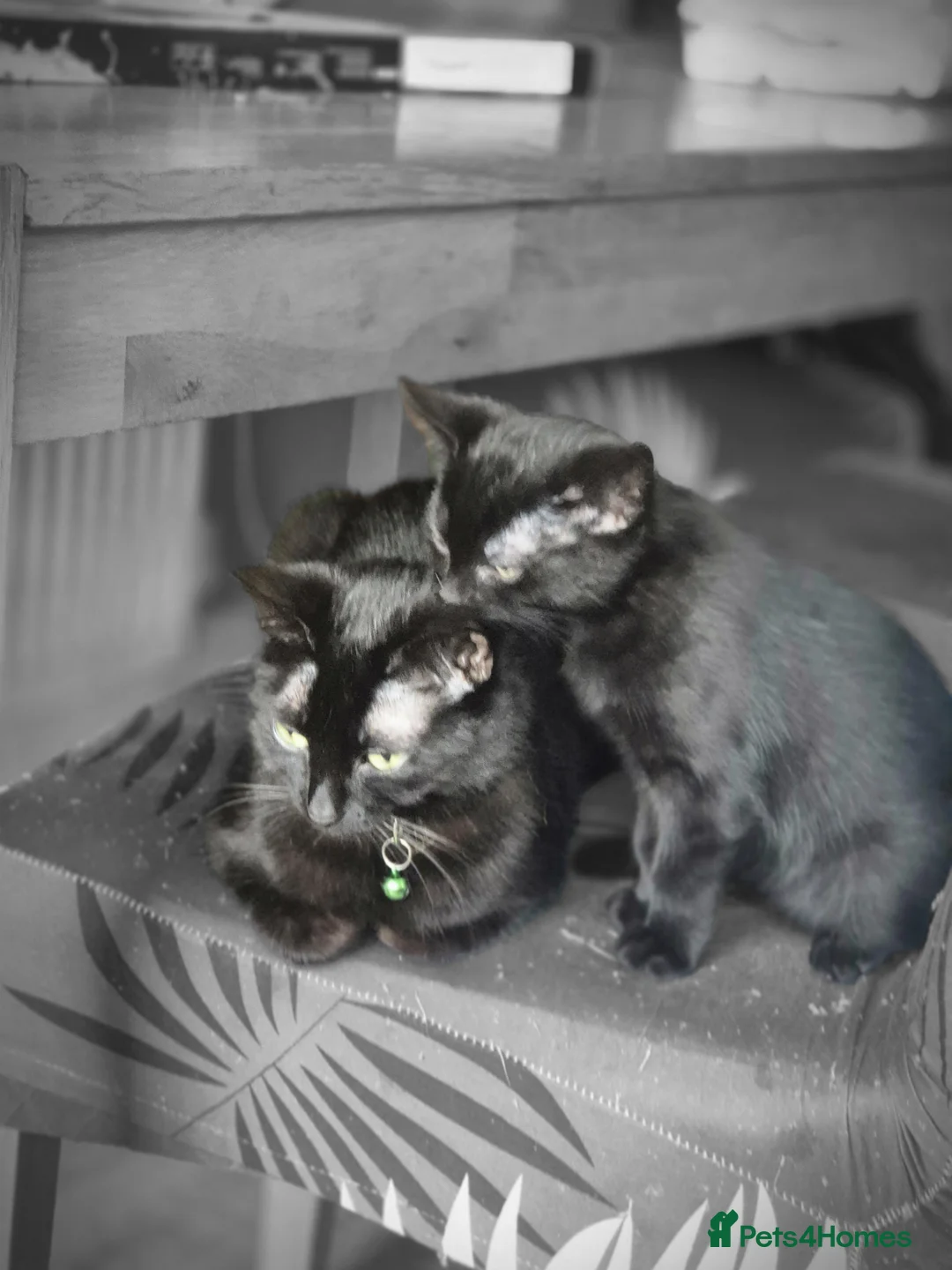 Mixed Breed cats for sale: Little boy - Advert 2