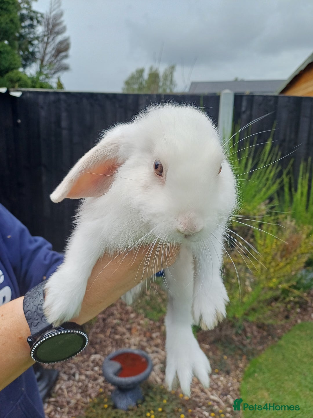 Mini Lop rabbits for sale: 1 female lop and 1 male double mane lion head  - Image 4