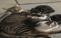 Mixed Breed cats for sale: Kittens  - Image 40