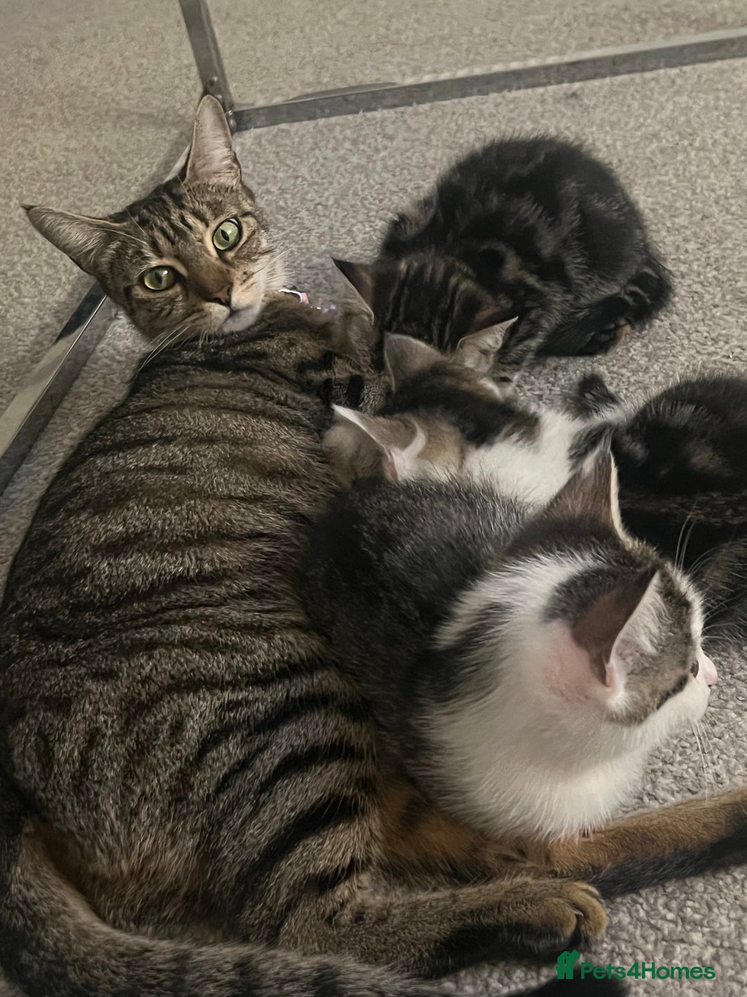 Mixed Breed cats for sale: Kittens  - Image 40