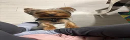 Yorkshire Terrier dogs for stud: 18 month old boy miniature Yorkshire terrier  - Advert 4