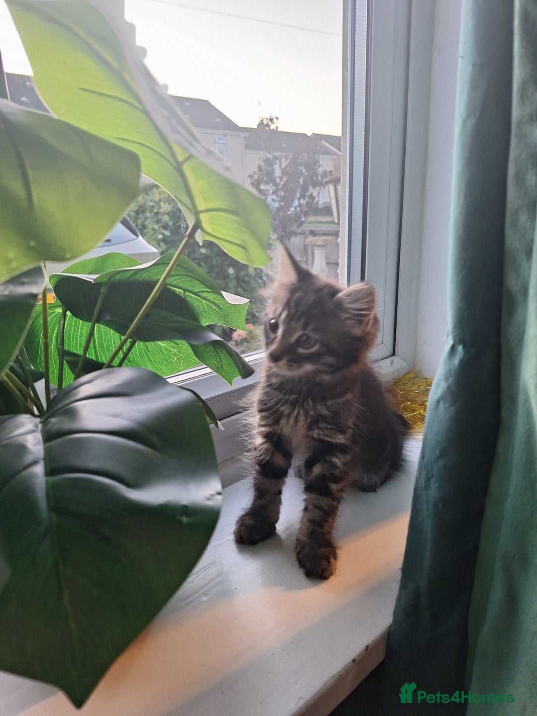 Domestic Shorthair cats for sale: 2 male kittens ready to leave today!  - Image 5