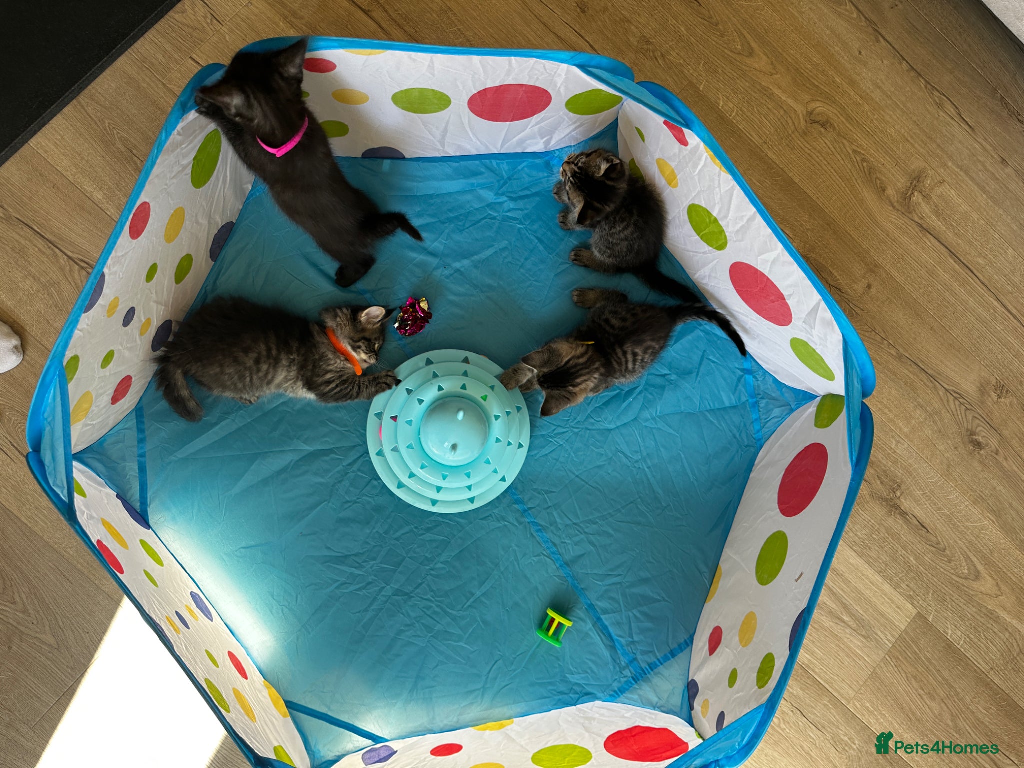 Mixed Breed cats for sale: Maine Coon x British Short Hair Kittens in Cambridge - Advert 21