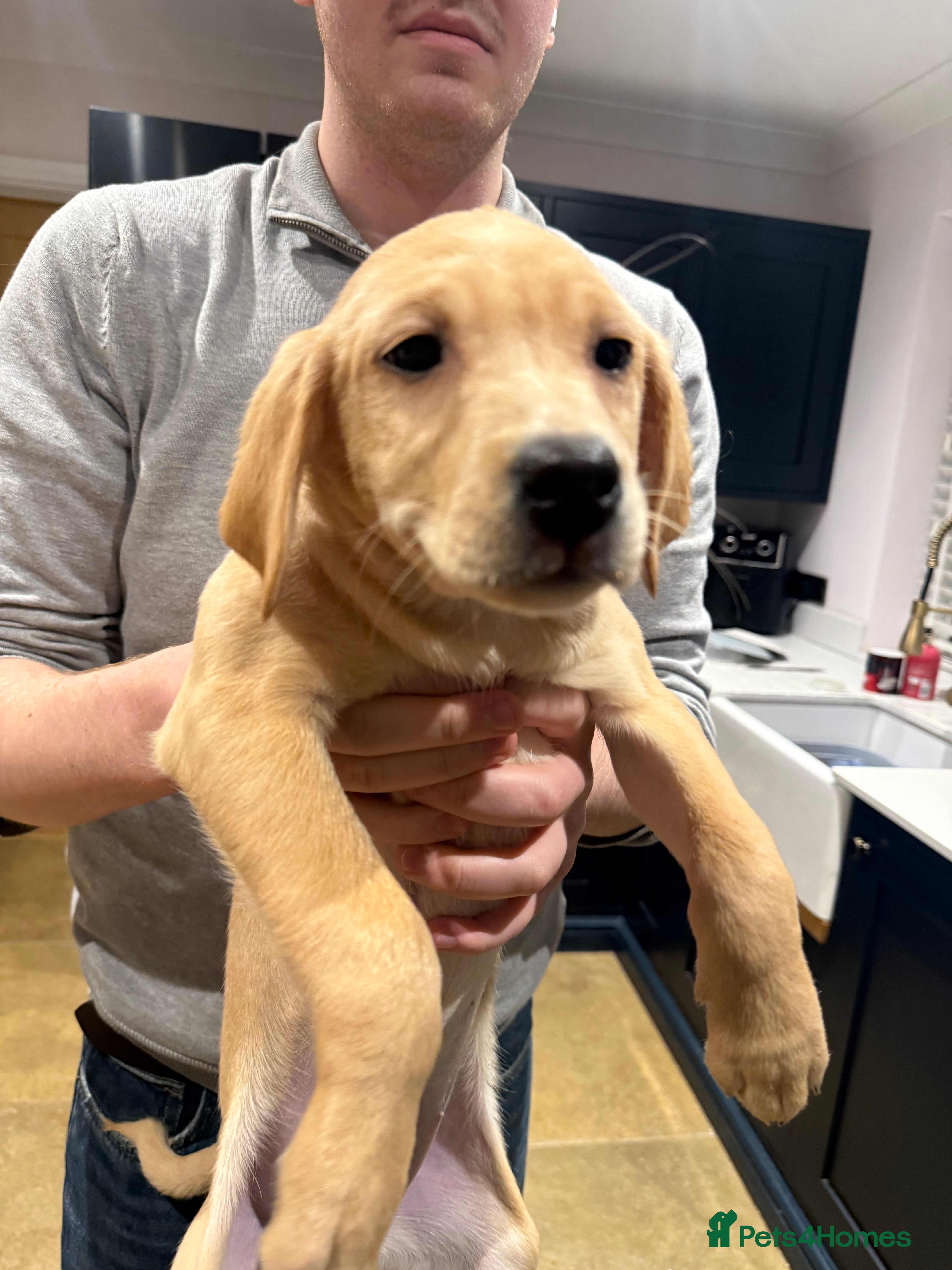 Labrador Retriever dogs Outstanding KC Registered Labrador Pups Available - Advert 1