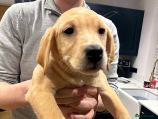 Labrador Retriever dogs Outstanding KC Registered Labrador Pups Available - Advert 2