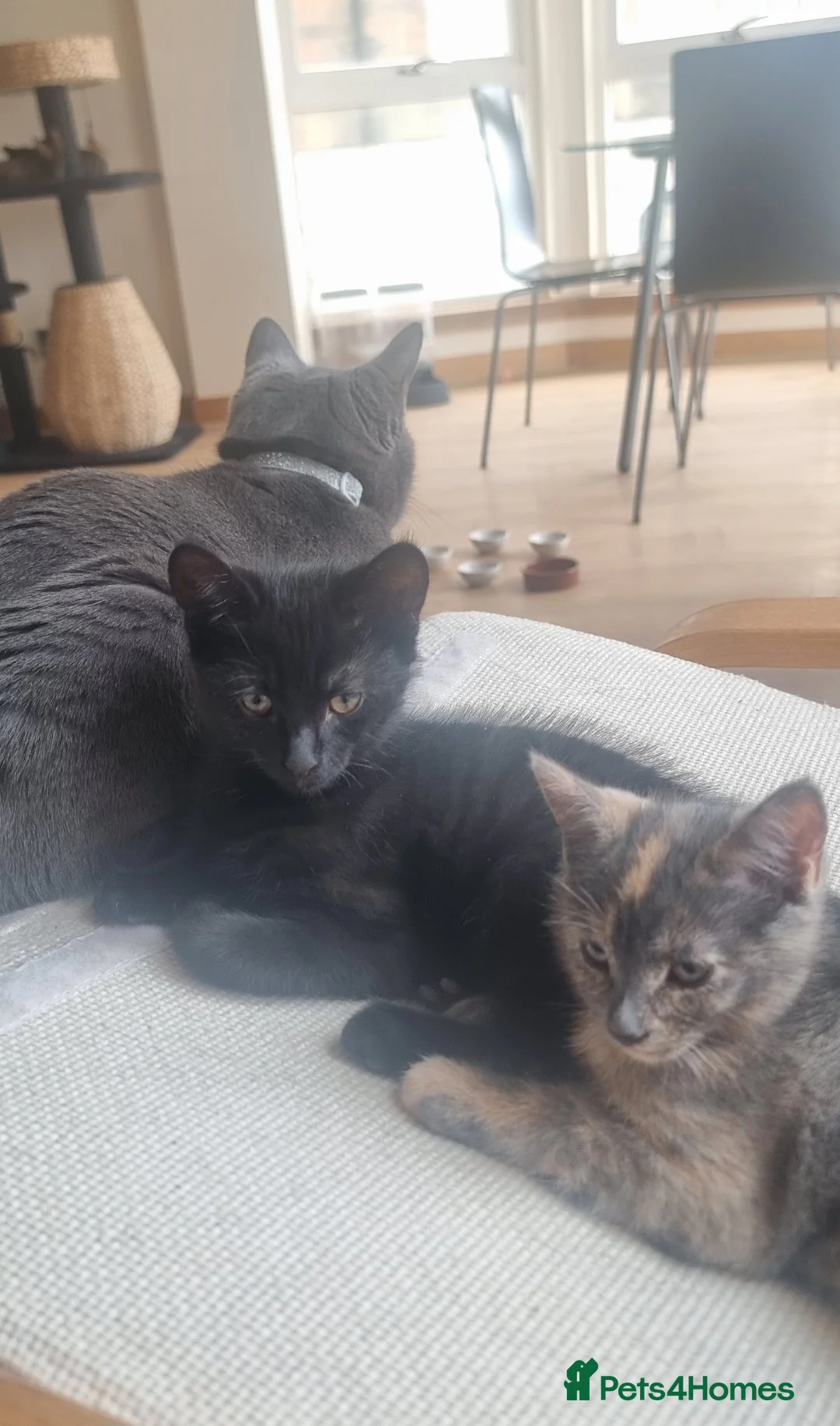 Tonkinese cats for sale: Tonkinese X kittens available - Advert 2