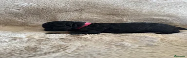 Pink girl 