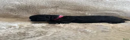 Cockapoo dogs for sale: 8 Beautiful F2 Cockapoos  - Advert 13
