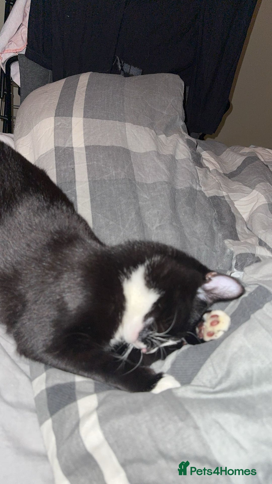 American Shorthair cats for sale: sister and brother - Advert 8