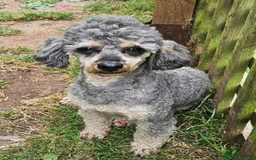 Jackapoo dogs for sale: Jackapoo Puppies - Image 11