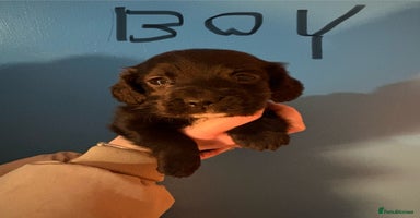 Cocker Spaniel dogs Cocker spaniel pups - Advert 11