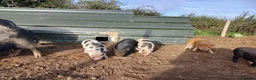 Pig livestock for sale: Beautiful mini pigs - Advert 3