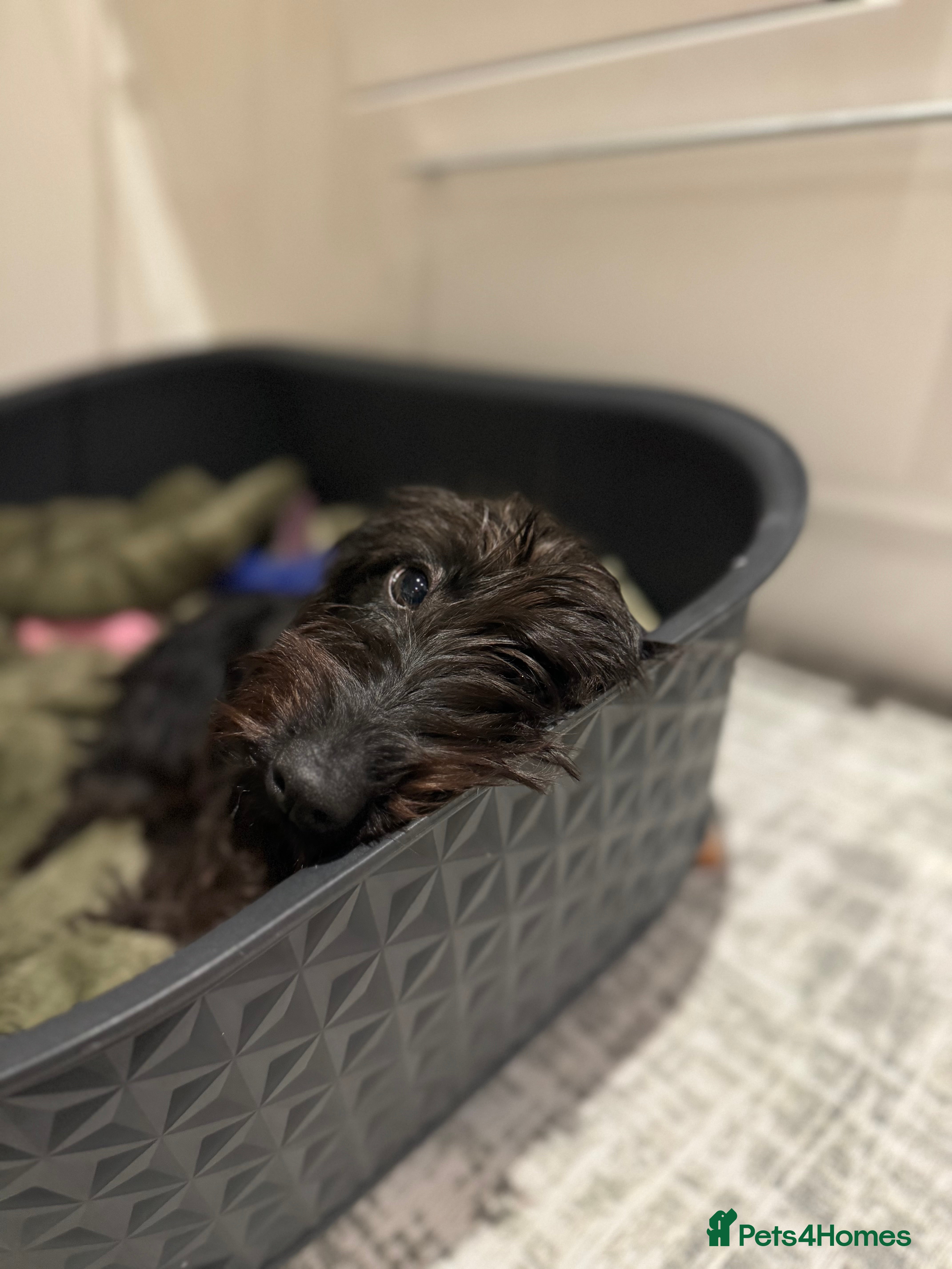 Miniature Dachshund dogs KC reg Female Wire Haired Mini Dachshund  - Advert 14