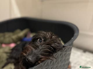 Miniature Dachshund dogs KC reg Female Wire Haired Mini Dachshund - Advert 1