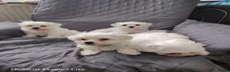 Maltese dogs for sale: Pure Maltese puppies❤️💙 - Advert 17