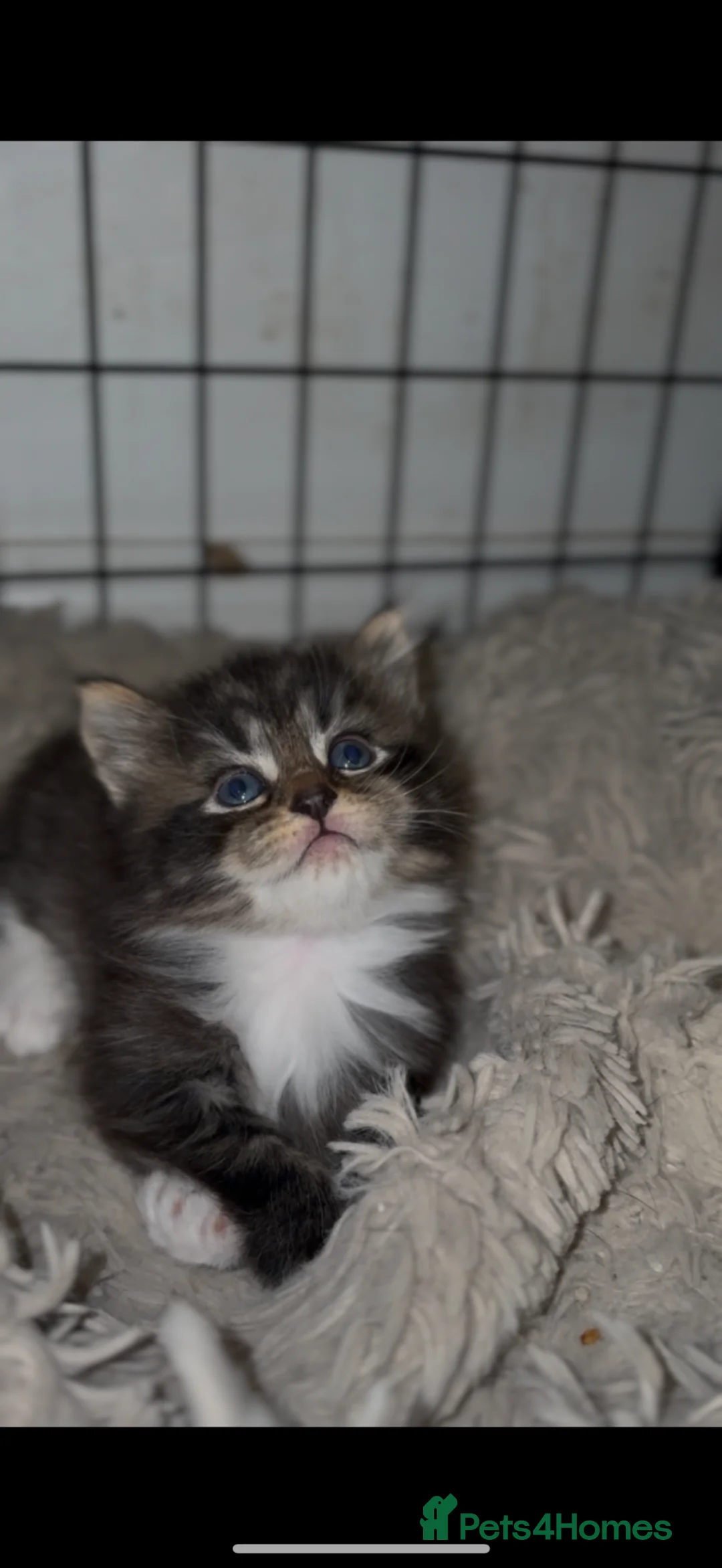 Mixed Breed cats for sale: 3 beautiful kittens for sale  in Oxford - Advert 2