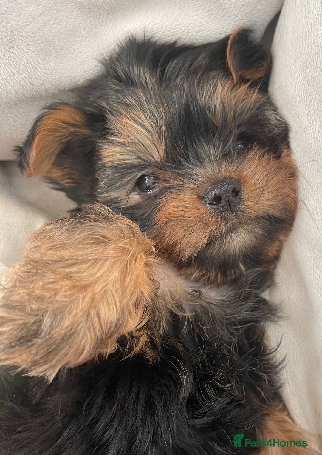 Yorkshire Terrier dogs for sale: Adorable Mini Yorkshire Terrier puppies - Advert 15
