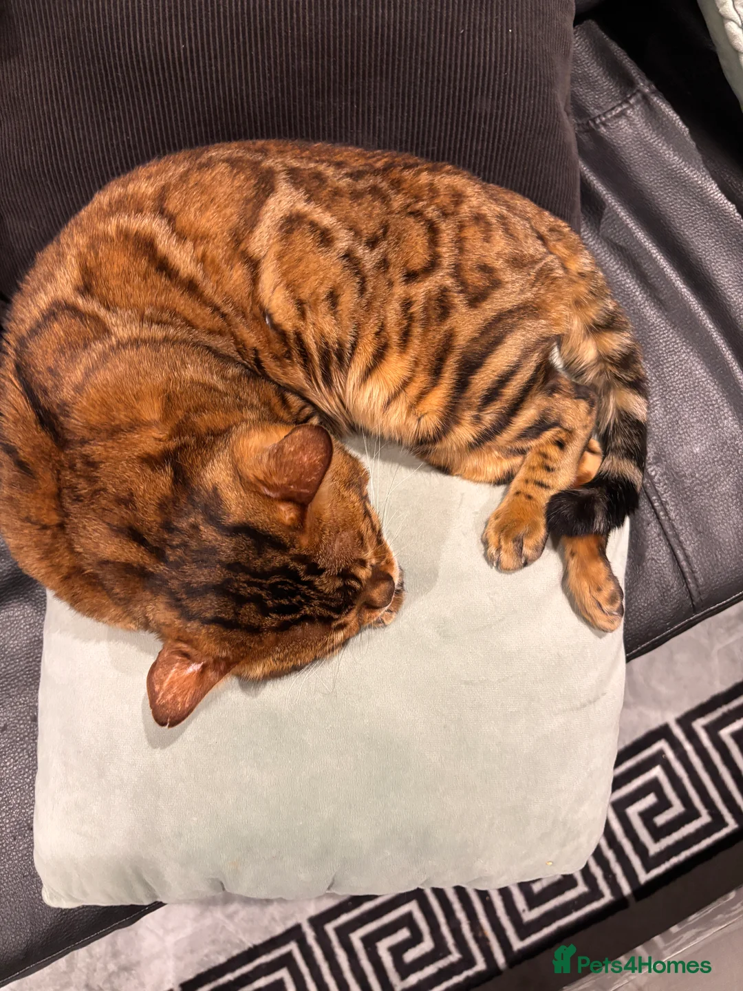 Bengal cats for sale: Bengal max - Advert 3