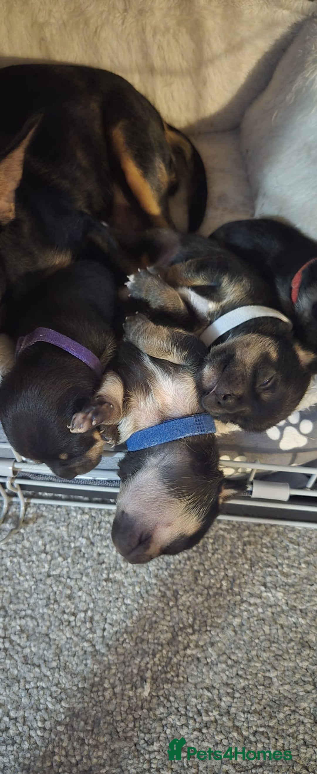 Chihuahua dogs for sale: Chihuahua Puppies - Image 10