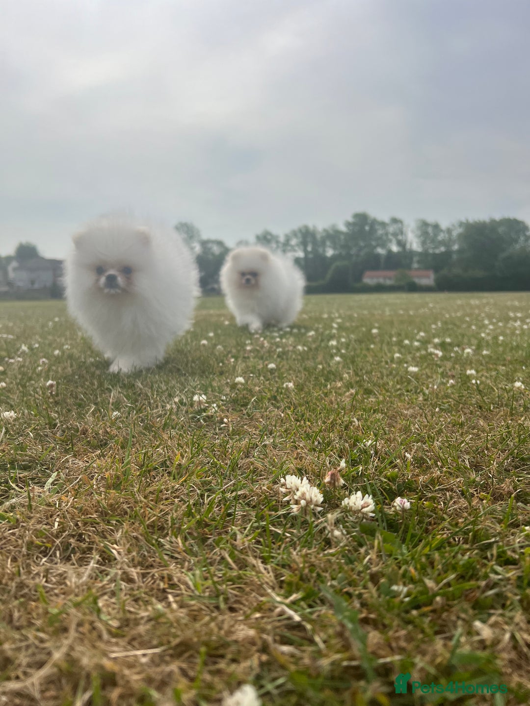 Pomeranian dogs for sale: Pure white Korean Pomeranian in Nottingham - Image 16