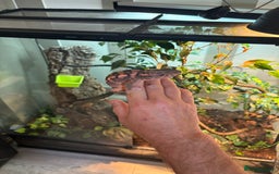 Chameleon reptiles for sale: Female Panther chameleon - Image 3