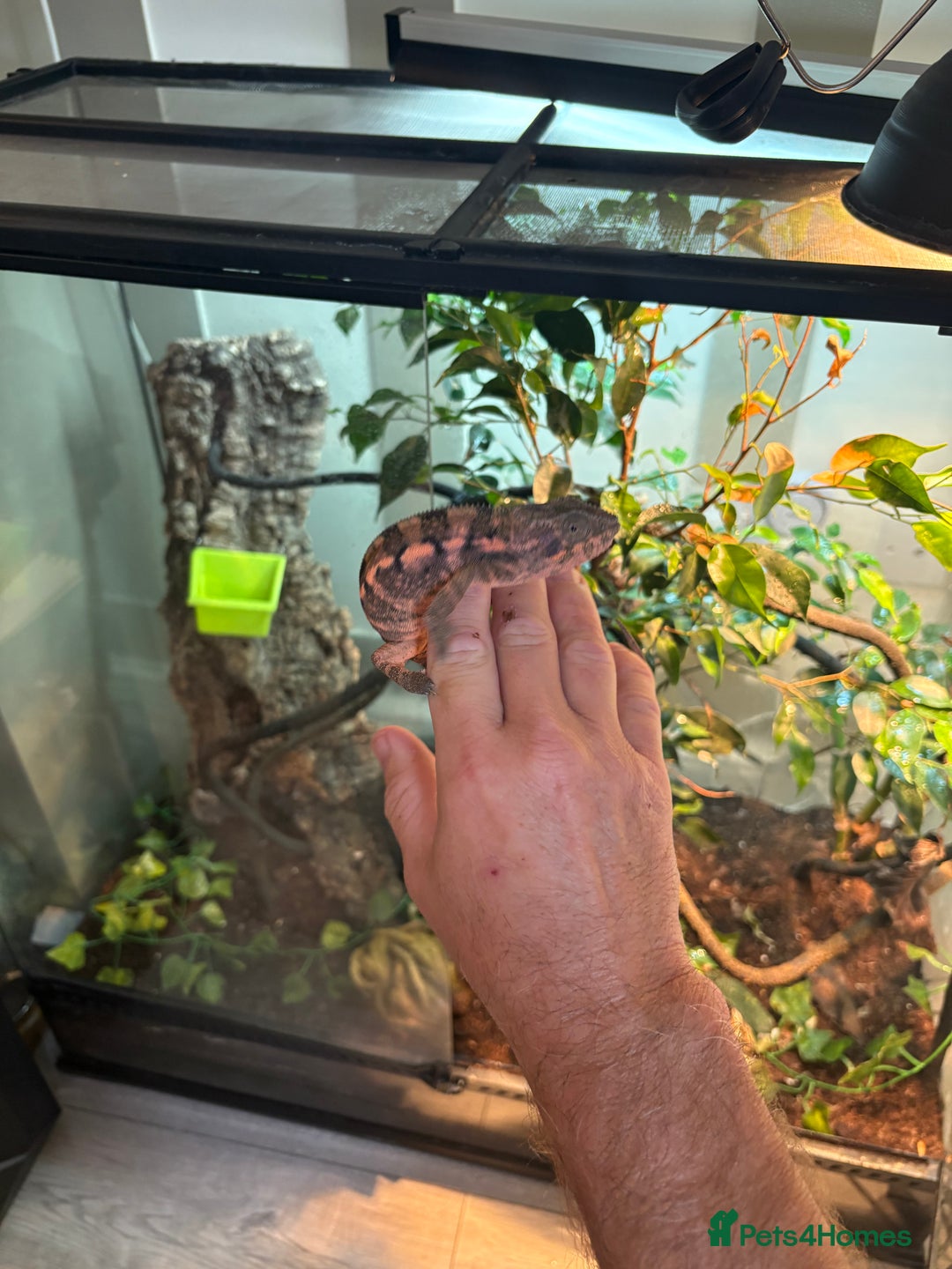 Chameleon reptiles for sale: Female Panther chameleon - Image 3