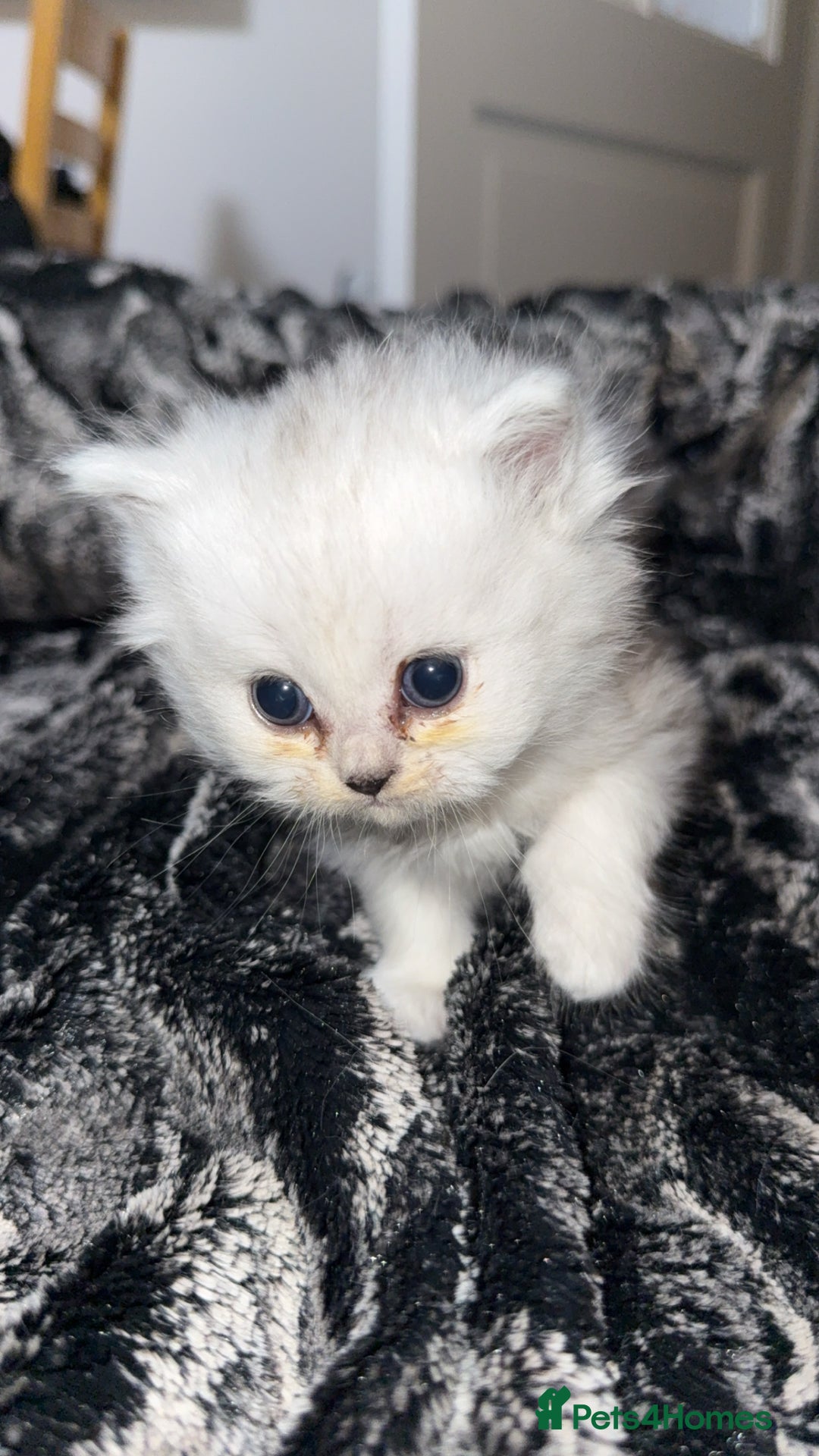 Persian cats for sale: Persian chinchilla kittens  - Advert 24