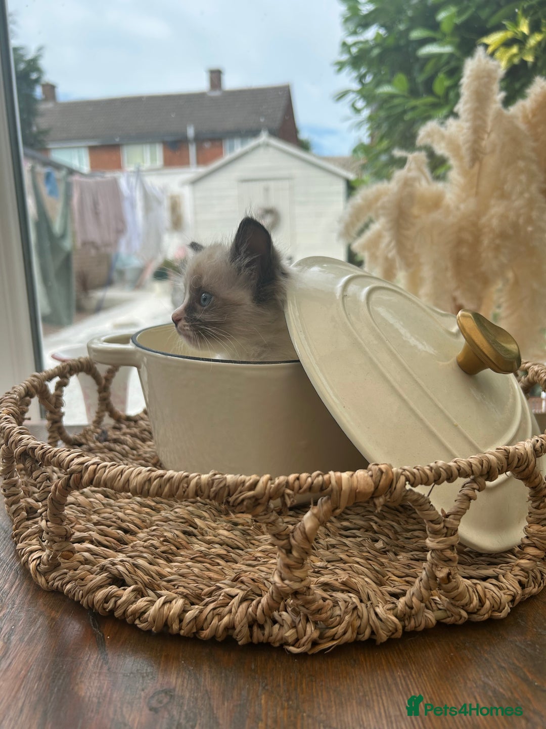 Ragdoll cats for sale: GCCF Ragdoll-Mix Kittens – Rare & Longhaired 🐾 - Image 6